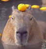 774faa5f5740146c94ae504209add5b.png