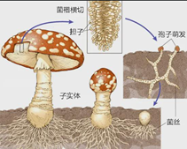 8fc405bf512c6cbf87a02efc38c31ef.png