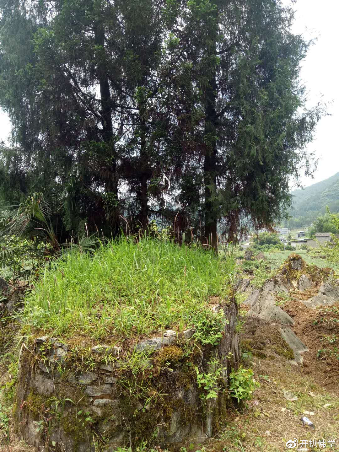 树木阻挡，坟前小山包需要仔细辩认